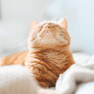 P.F. Candle Co Geranium Moss Mood kitty cat zen moment