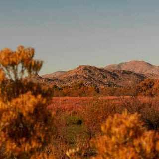 P.F. Candle Co Mojave Mood of desert mountainous landscape with wildflowers