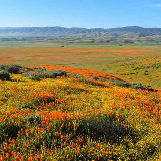 P.F. Candle Co No.33 Sunbloom Candle Mood Floral Field